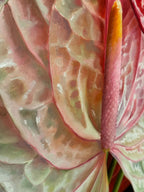 Anthurium