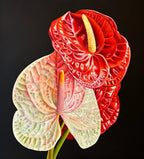 Anthurium