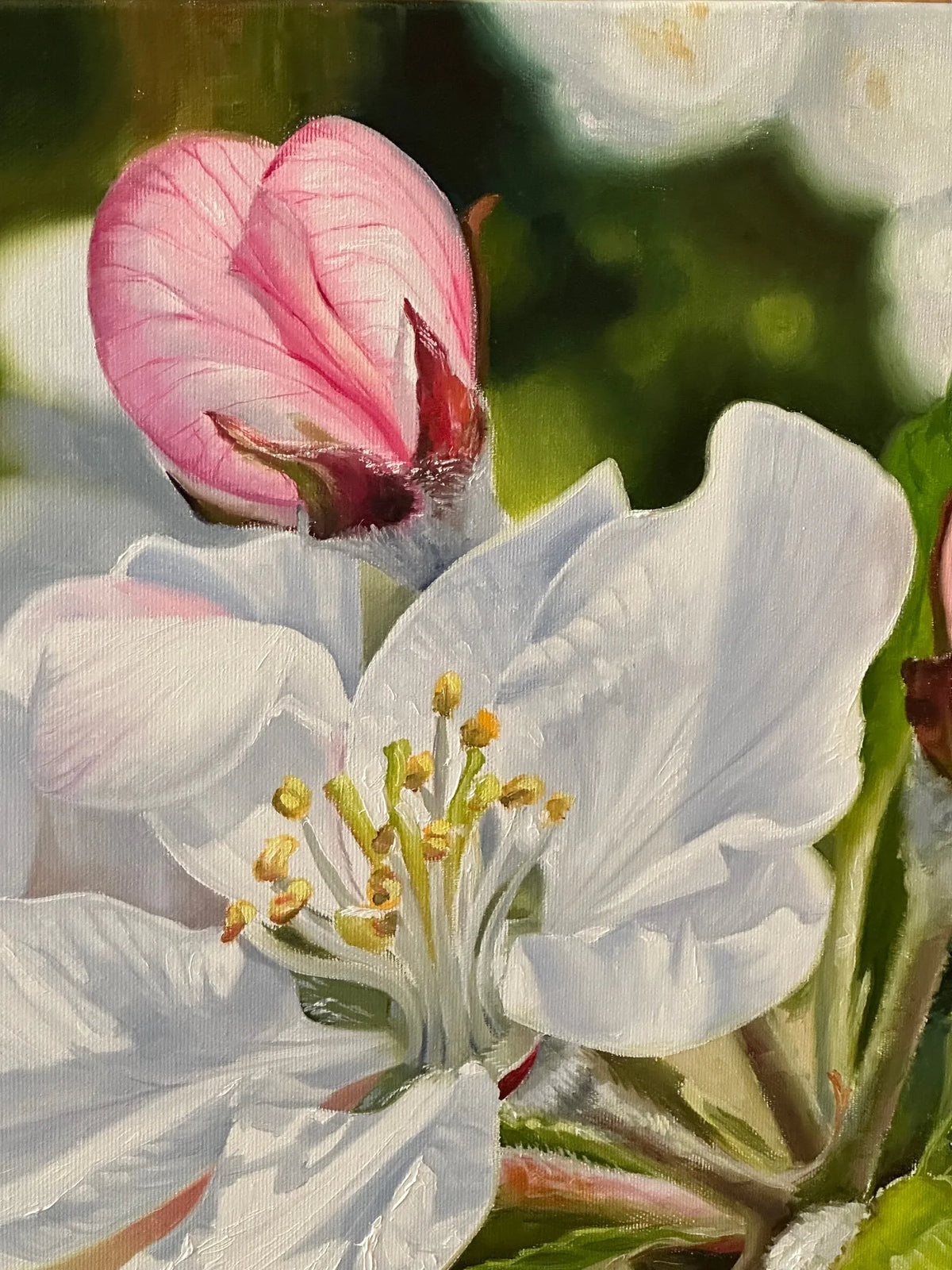 Apple blossom