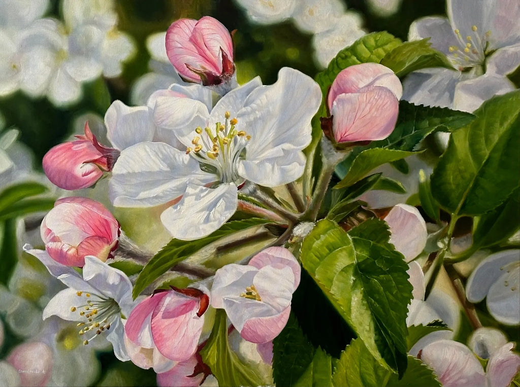 Apple blossom