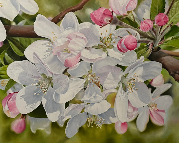 Apple Blossom