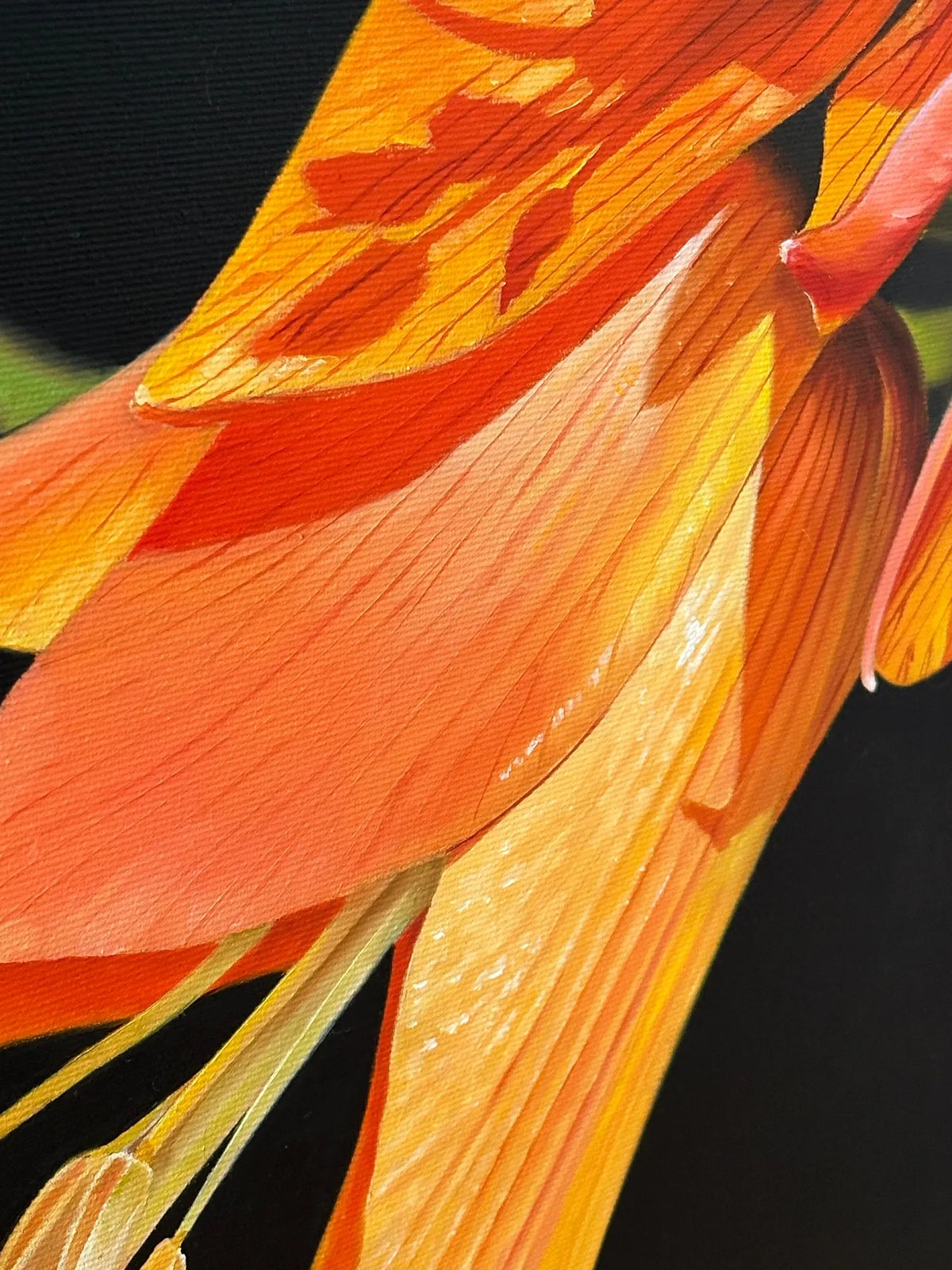 Fritillaria