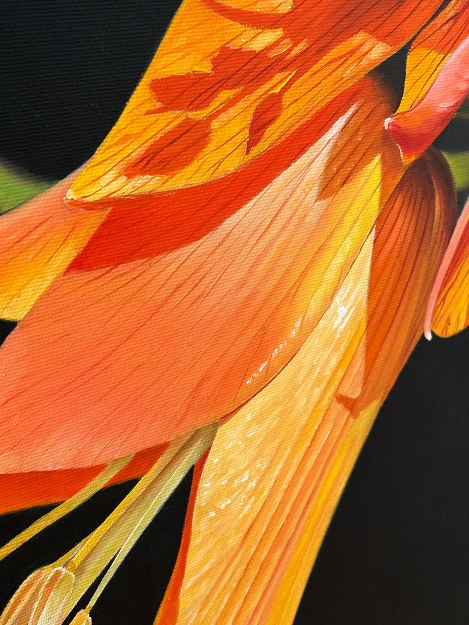 Fritillaria