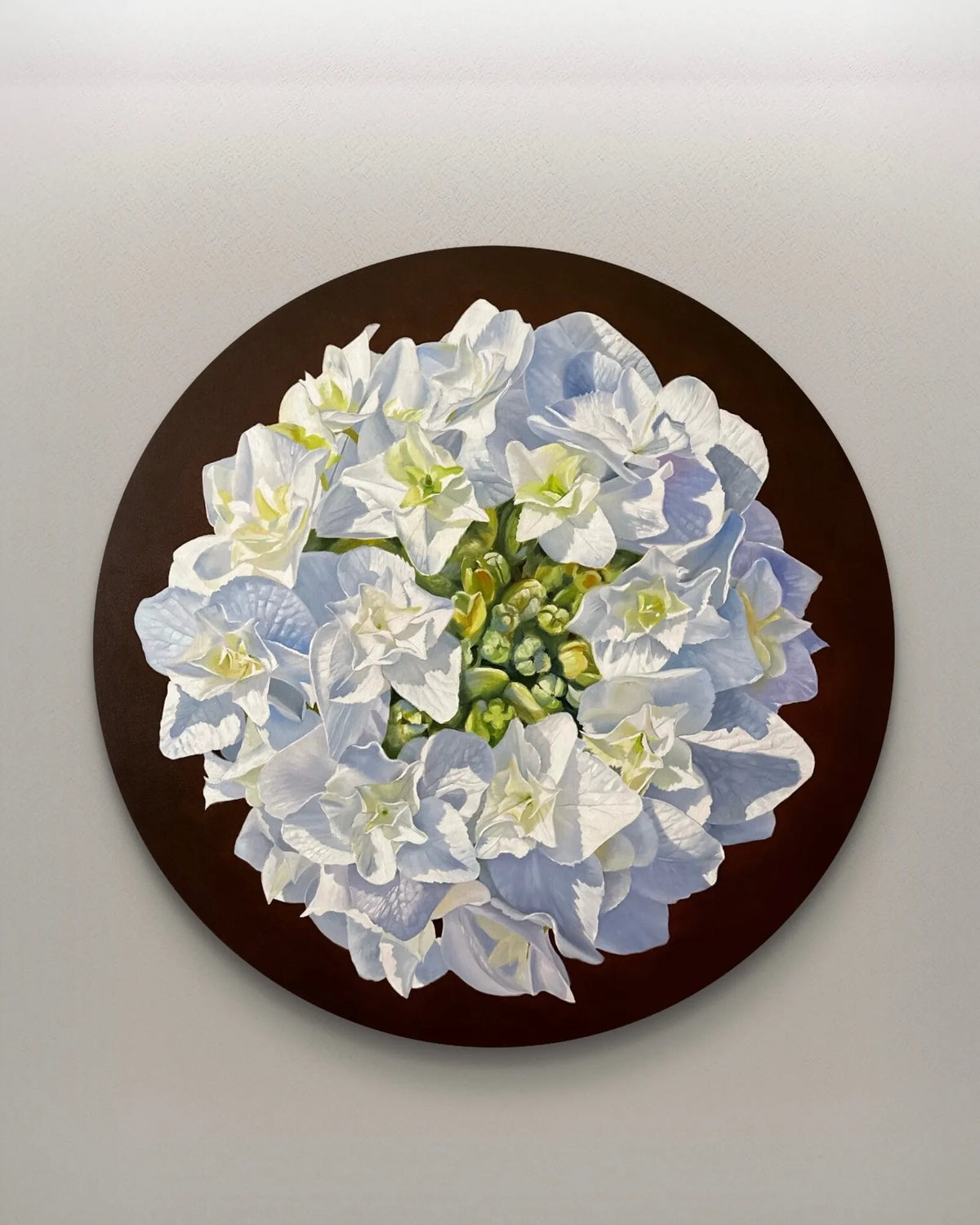 Hydrangea
