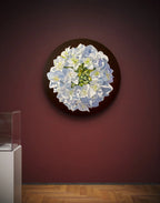 Hydrangea