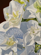 Hydrangea