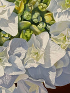 Hydrangea