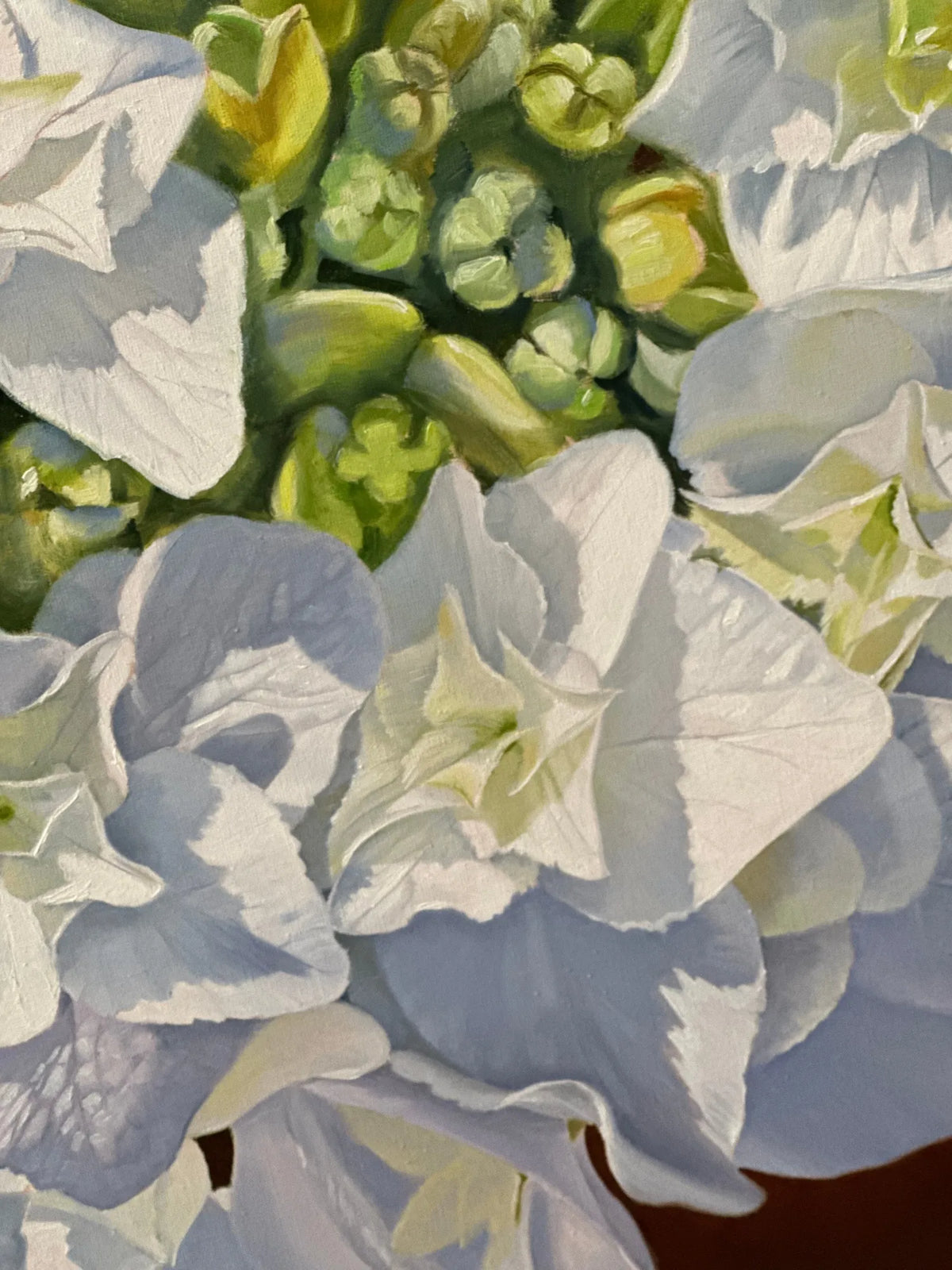 Hydrangea