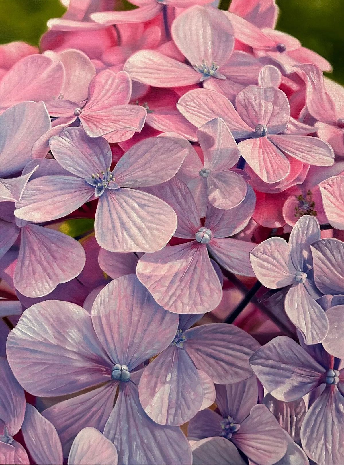 Hydrangea