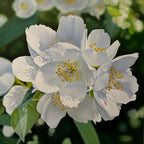 Jasmine