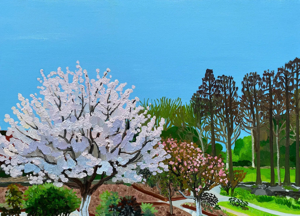 Cherry Blossom