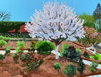 Cherry Blossom