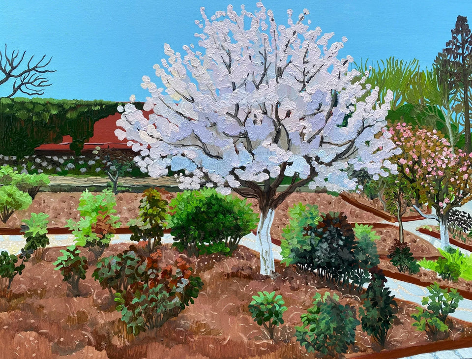 Cherry Blossom