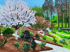 Cherry Blossom