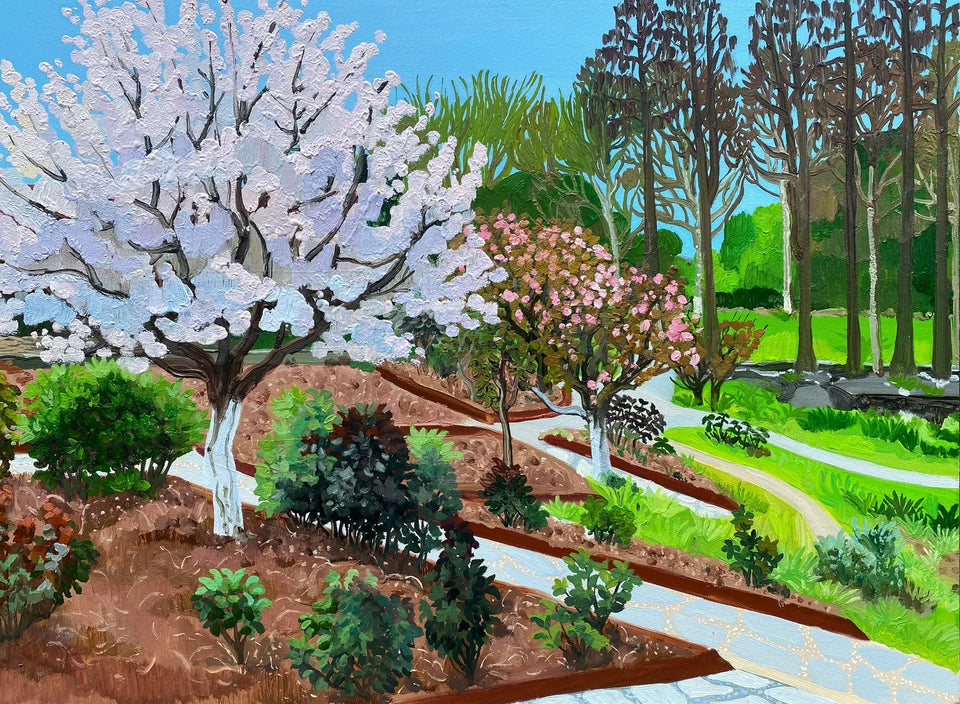 Cherry Blossom