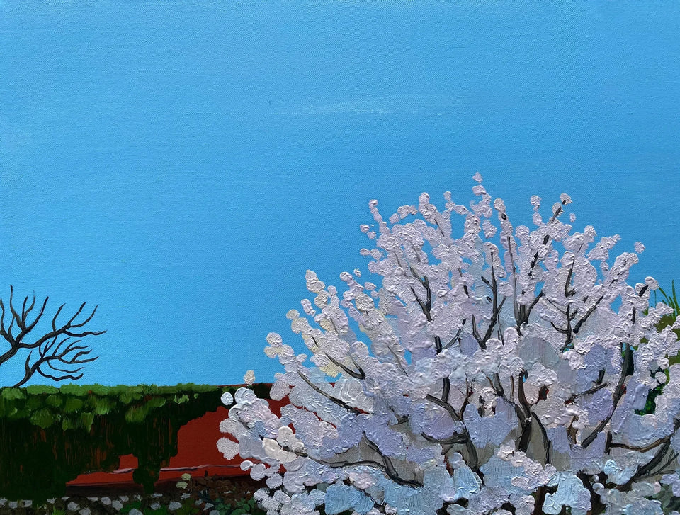 Cherry Blossom