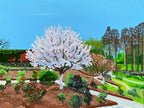 Cherry Blossom