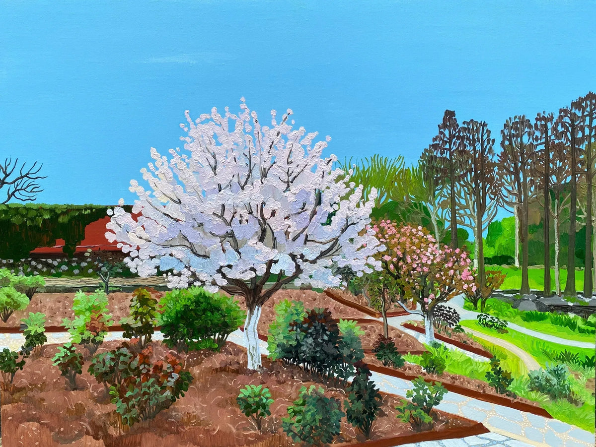 Cherry Blossom