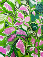 The Dance of Living Leaves