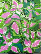 The Dance of Living Leaves