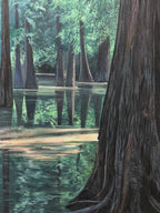 Metasequoia