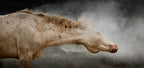 Cremello Dust (wild horse)