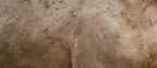Cremello Dust (wild horse)