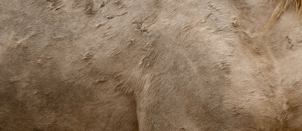 Cremello Dust (wild horse)