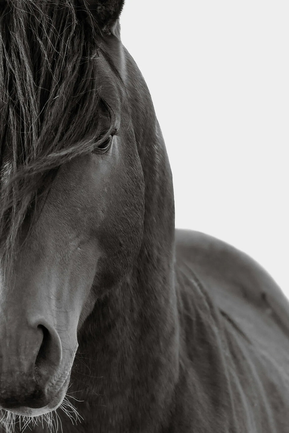 CURVES (wild horse)