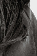 CURVES (wild horse)