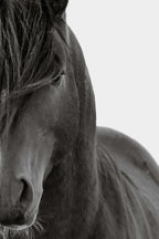 CURVES (wild horse)