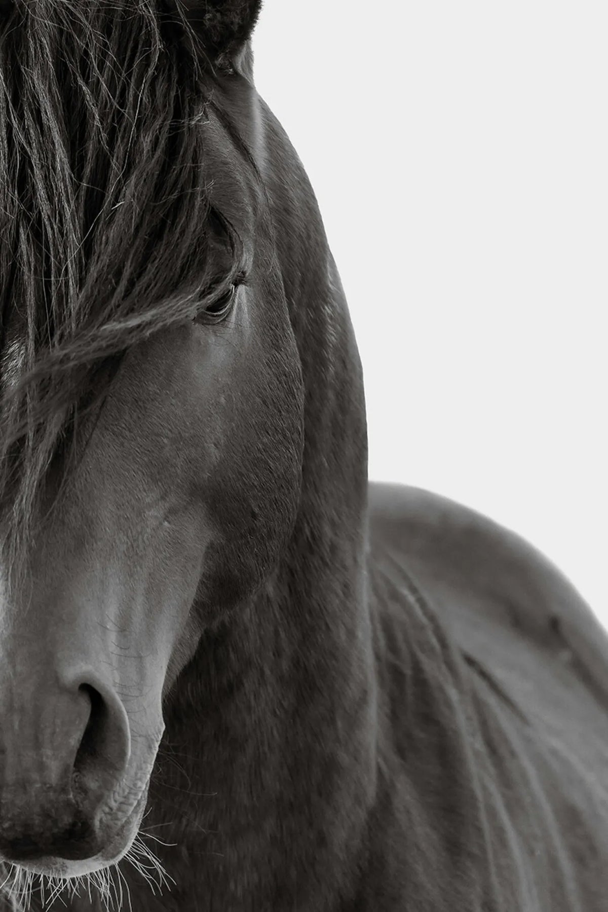 CURVES (wild horse)