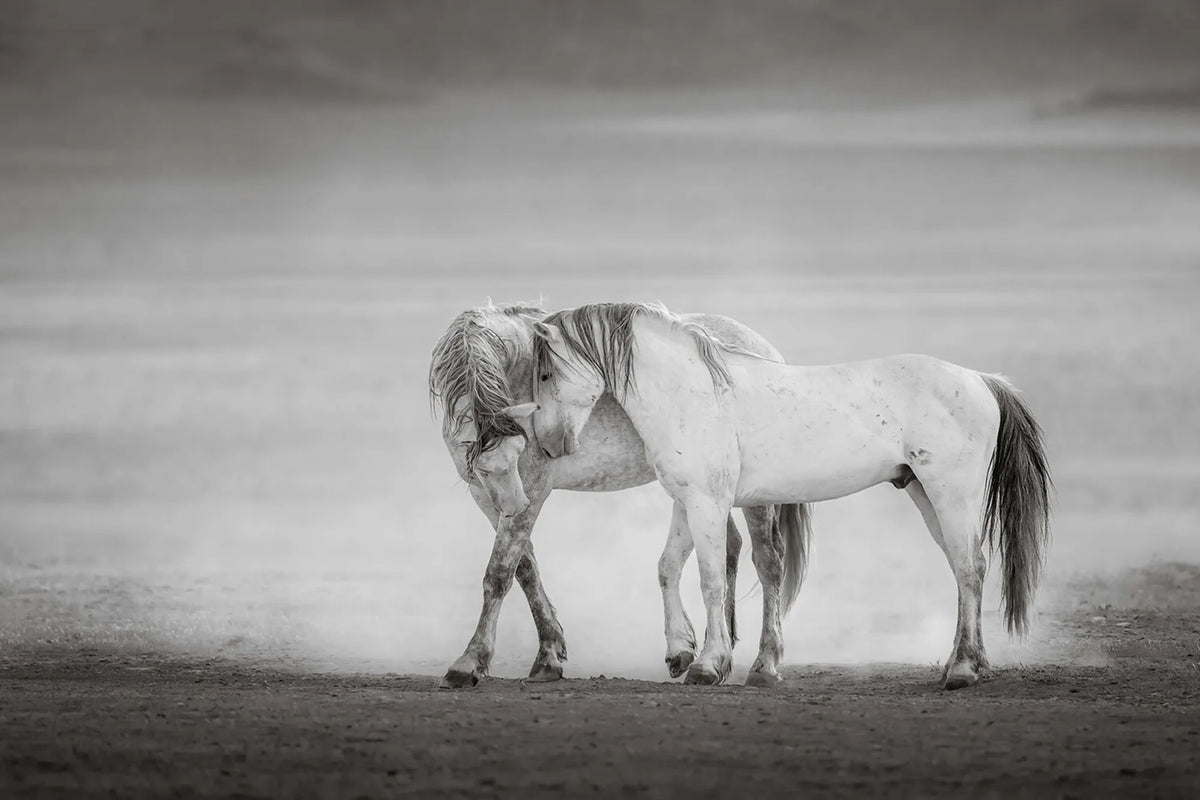 DESERT GRAYS (wild horse)