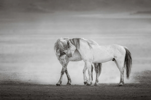 DESERT GRAYS (wild horse)