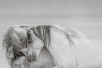 DESERT GRAYS (wild horse)