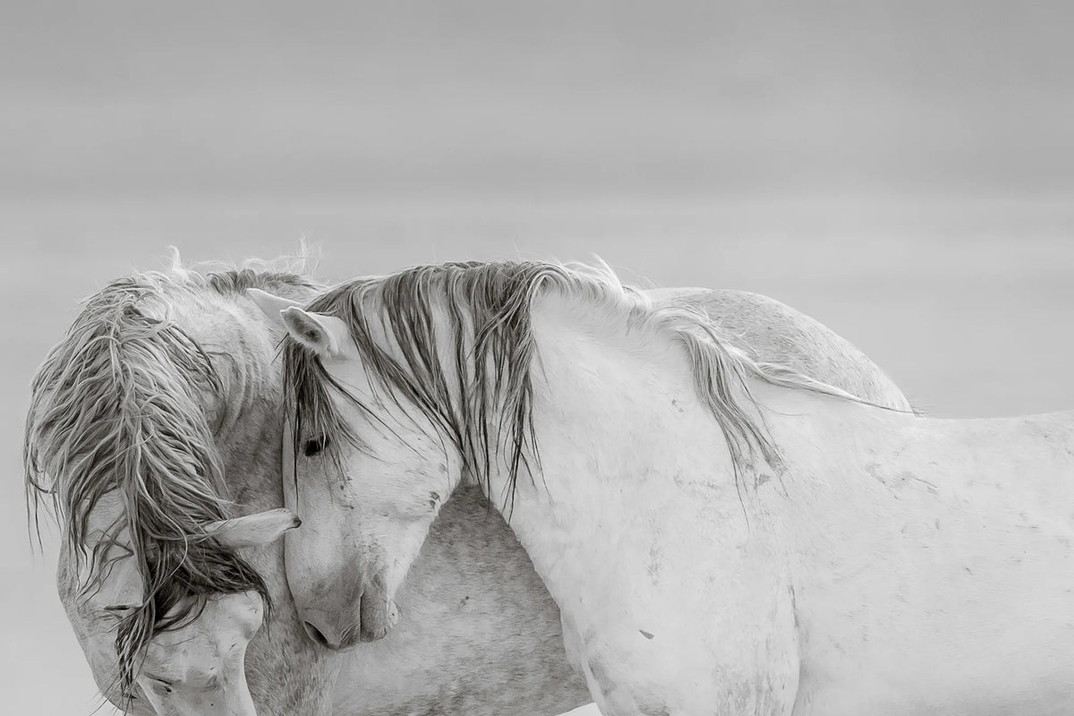 DESERT GRAYS (wild horse)