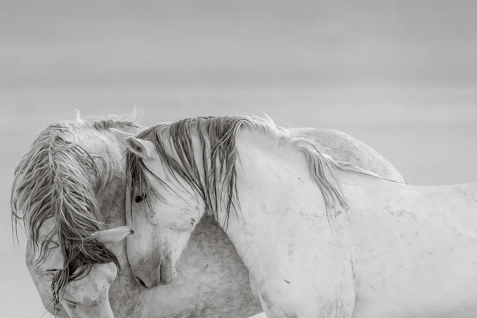 DESERT GRAYS (wild horse)