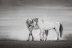 DESERT GRAYS (wild horse)