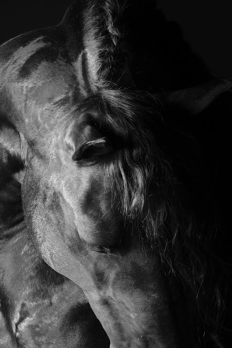 Gatsby (wild horse)