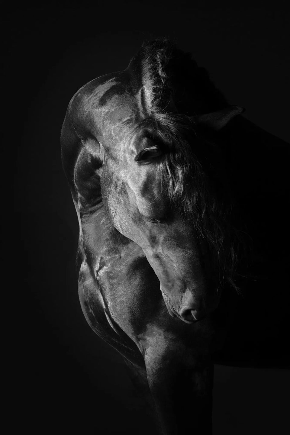 Gatsby (wild horse)