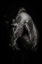 Grace In Shadow I