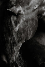 Grace In Shadow I