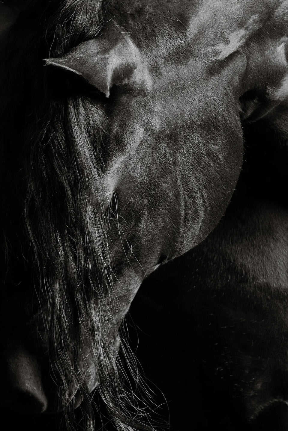 Grace In Shadow I