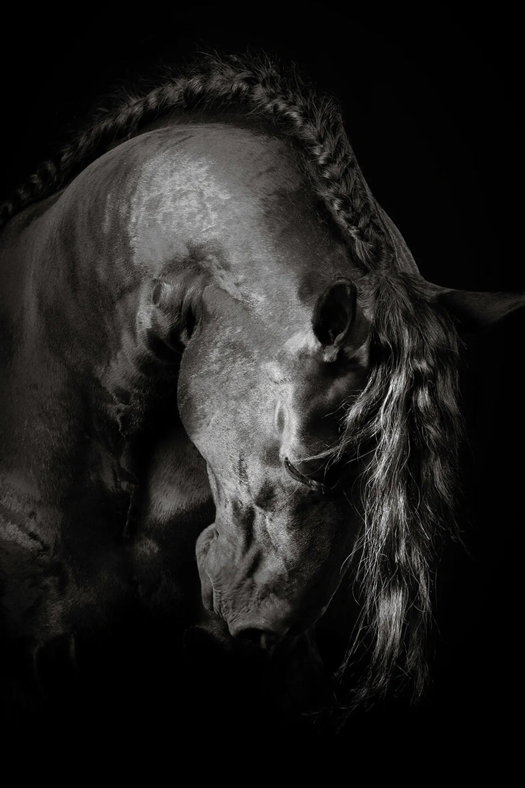 Grace In Shadow II