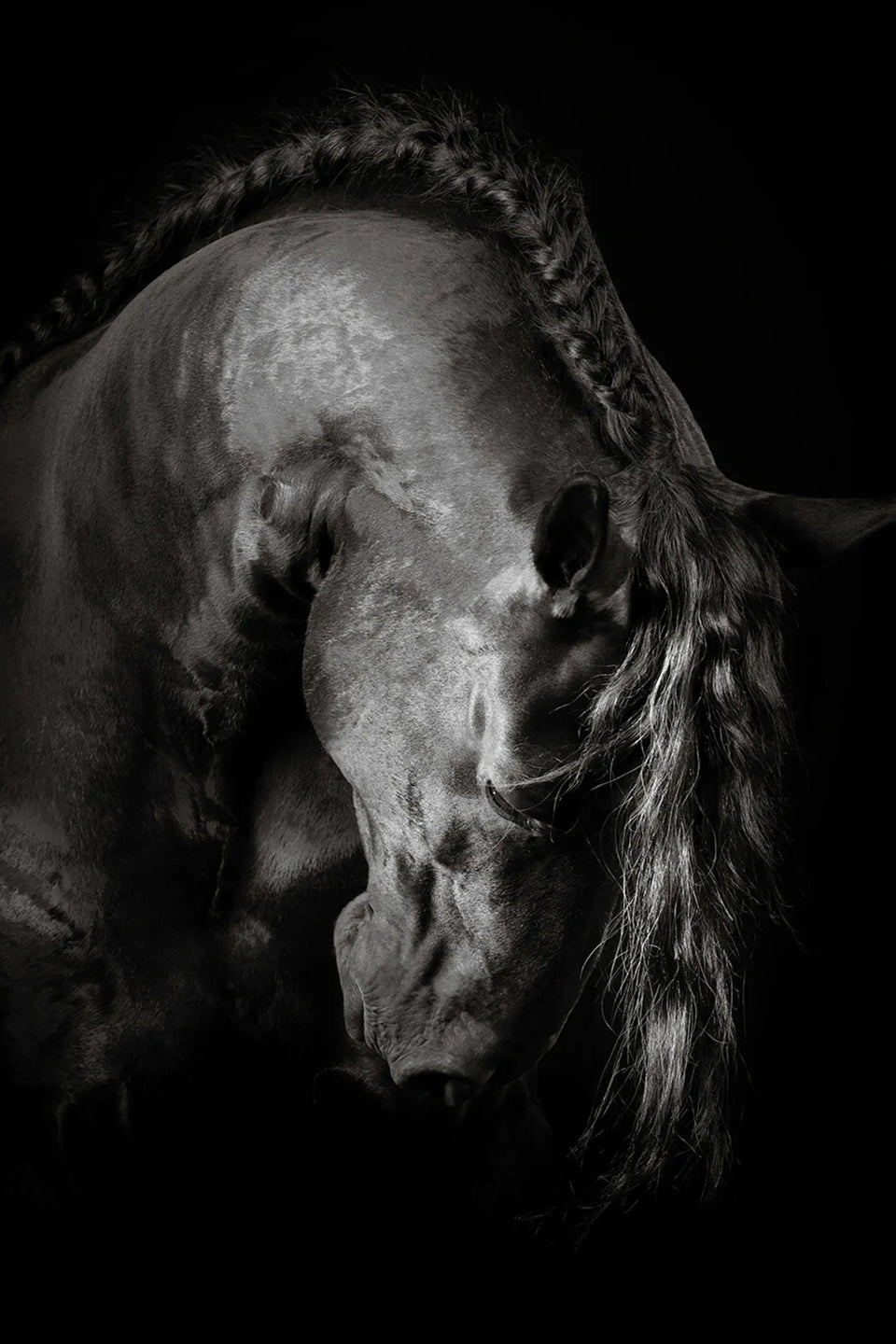 Grace In Shadow II