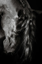 Grace In Shadow II