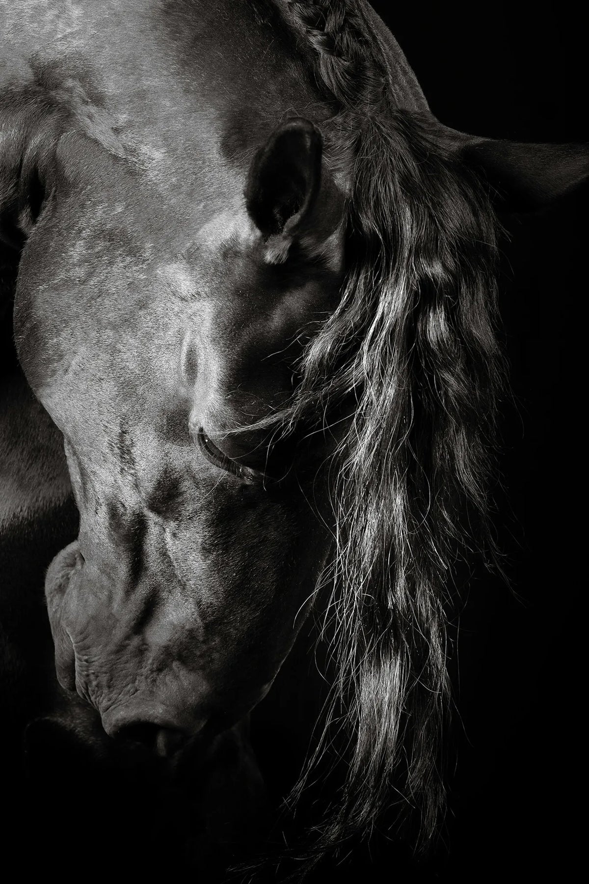 Grace In Shadow II