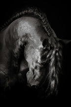 Grace In Shadow II