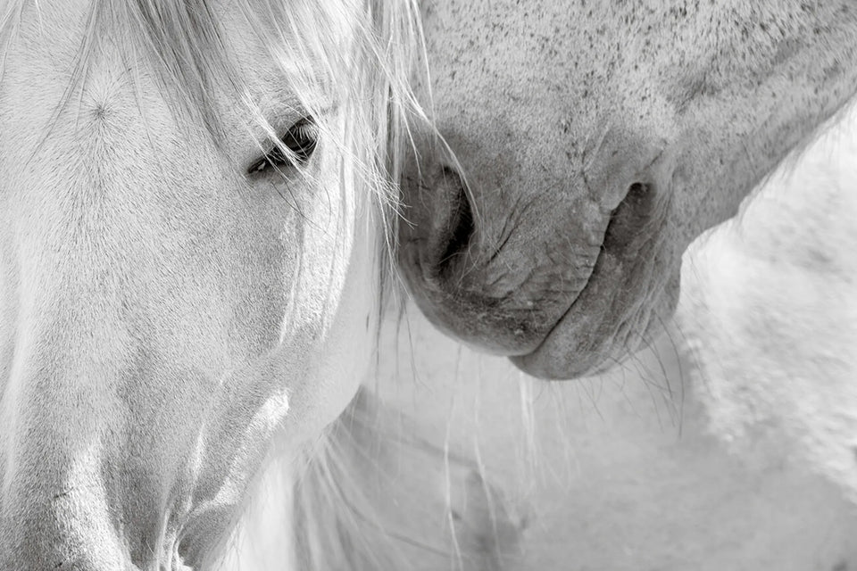 SEDUCTION (wild horses)