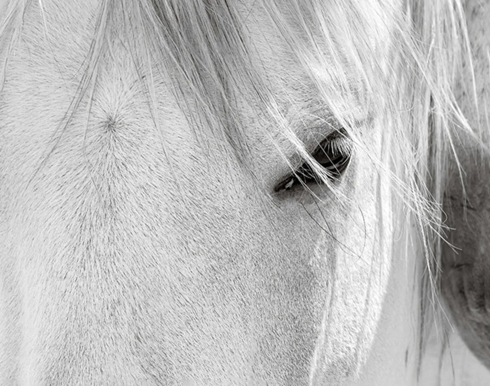 SEDUCTION (wild horses)